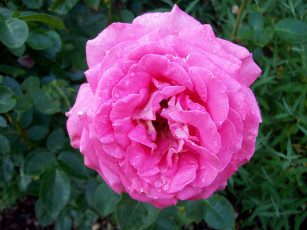 Картинка цветы розы дождь капли розовый