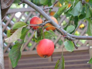 Картинка природа плоды урожай ветка яблоки