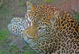 Картинка животные леопарды смотрит вид верху лев лежит