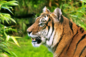 Картинка животные тигры тигр морда профиль