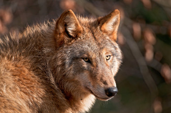 Картинка животные волки хищник взгляд