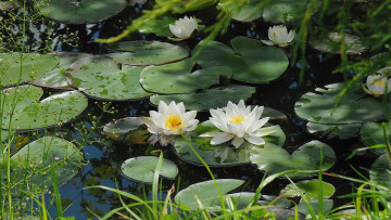 Картинка цветы лилии водяные нимфеи кувшинки листья вода