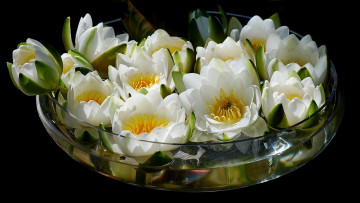 Картинка цветы лилии водяные нимфеи кувшинки ваза