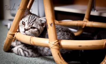 Картинка животные коты стул котенок