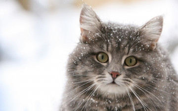 Картинка животные коты кот пушистый взгляд удивленный снег