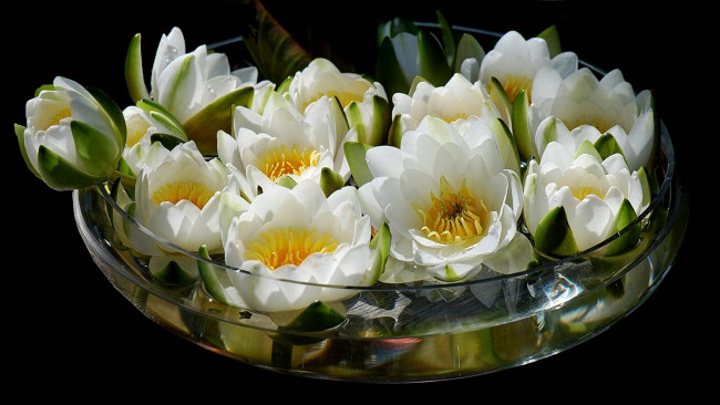 Обои картинки фото цветы, лилии, водяные, нимфеи, кувшинки, ваза