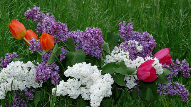 Обои картинки фото цветы, разные, вместе, трава, тюльпаны, сирень