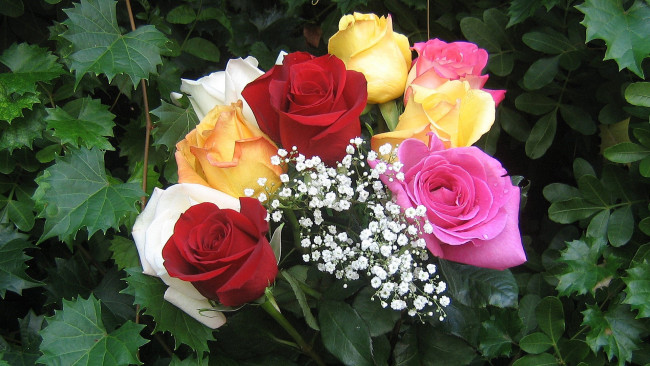 Обои картинки фото цветы, розы, розовый, красный, желтый, кремовый