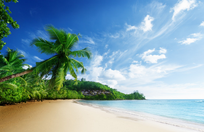 Обои картинки фото природа, тропики, песок, пляж, пальмы, побережье, лето
