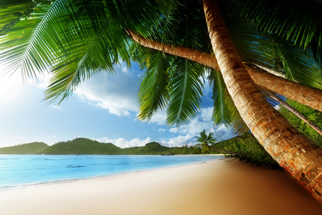 Обои картинки фото природа, тропики, пляж, пальмы, песок, океан, лето
