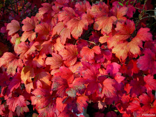 Картинка природа листья красные осень калина