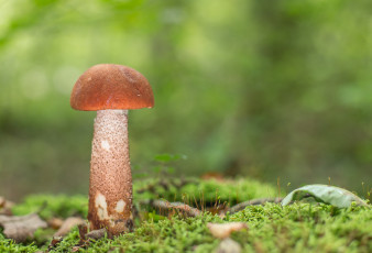 Картинка природа грибы подосиновик