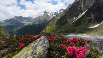 Картинка природа горы цветы пейзаж