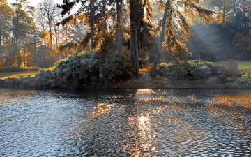 Картинка природа реки озера деревья озеро солнечный свет осенний парк forest landscape nature trees lake sunlight autumn park лес пейзаж