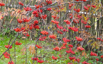 Картинка природа Ягоды +рябина рябина ветки осень