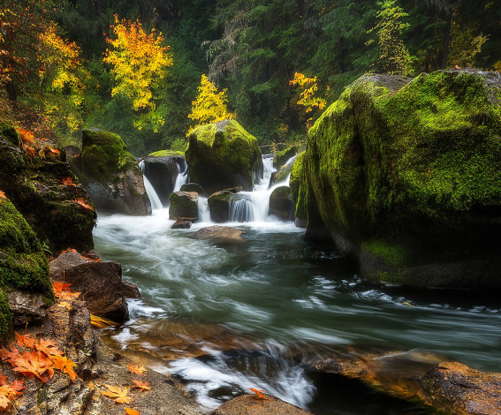 Обои картинки фото природа, реки, озера, осень, поток, мох, камни, скалы, река, деревья, лес