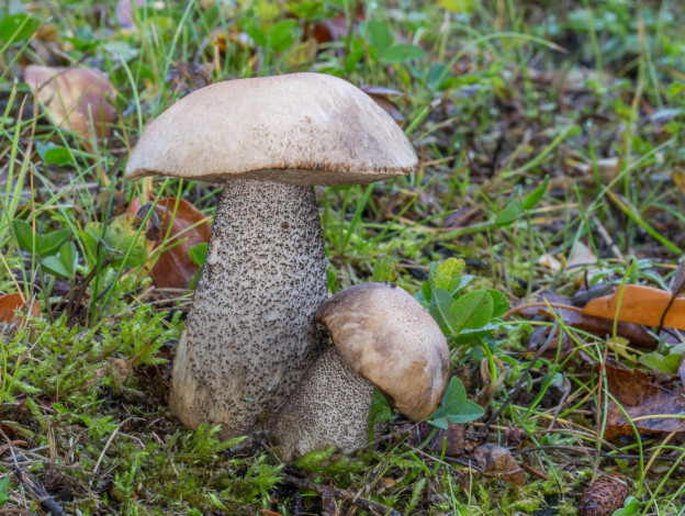 Обои картинки фото природа, грибы, подберезовики