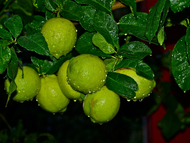 Обои картинки фото природа, плоды, лайм, листья, вода, капли, роса, лимоны, цитрусы