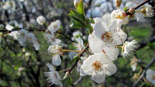 Обои картинки фото весна, цветы, цветущие деревья ,  кустарники, дерево
