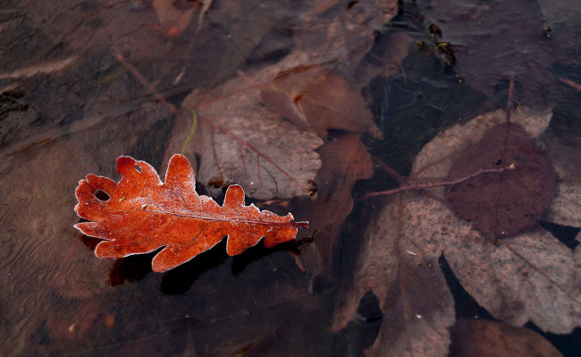 Обои картинки фото природа, листья, осень, иней, кристаллы, лист, лед