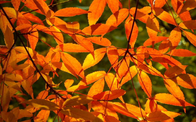 Обои картинки фото природа, листья, солнце, осень