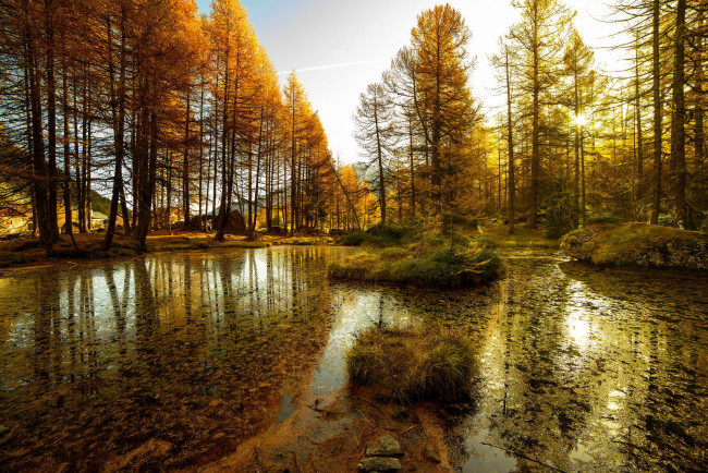 Обои картинки фото природа, реки, озера, водоем, деревья, лес, осень, тина, вода, озеро