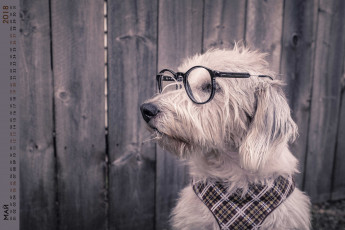 Картинка календари животные платок очки собака взгляд