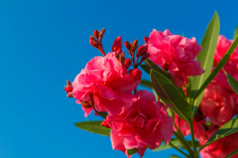 Картинка цветы олеандры розовый