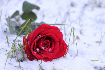 Картинка цветы розы лепестки снег роза