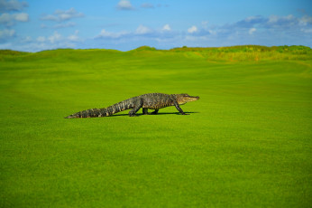 Картинка животные крокодилы крокодил поляна охотник