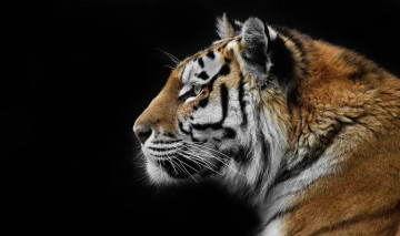 обоя животные, тигры, портрет