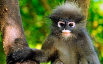 Картинка животные обезьяны очковый тонкотел