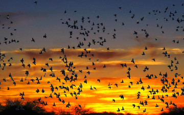 Картинка животные птицы закат