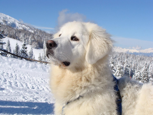 Обои картинки фото животные, собаки, белый, пес, лес, снег, горы