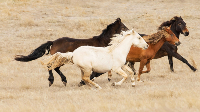 Обои картинки фото животные, лошади, белая, рыжая, гнедые, галоп, степь