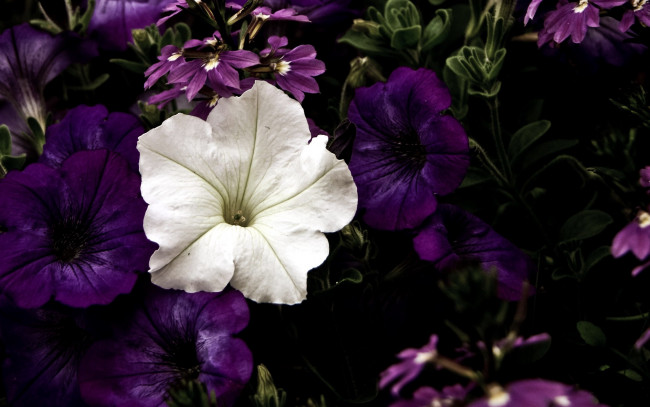 Обои картинки фото цветы, петунии,  калибрахоа, лиловый, белый