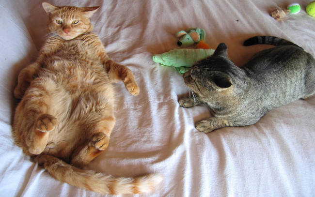 Обои картинки фото животные, коты, игрушки, постель