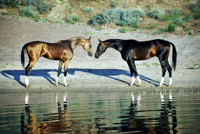 Обои картинки фото животные, лошади, кони, ахалтекинцы, озеро