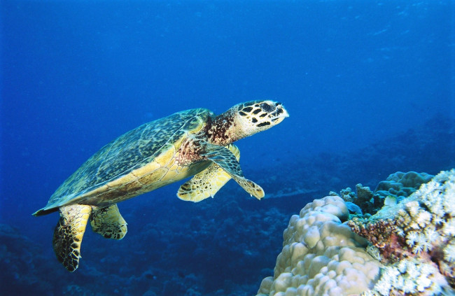 Обои картинки фото животные, черепахи, черепаха, морская, вода, кораллы