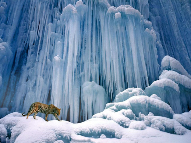 Обои картинки фото животные, леопарды, красиво, лёд, леопард, идёт, сосульки, снег