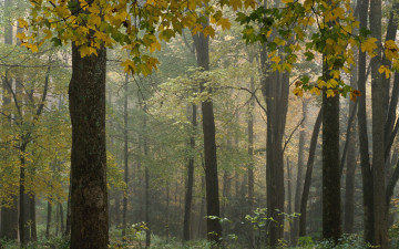 Картинка природа лес