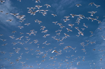 Картинка животные Чайки бакланы крачки небо птицы чайки