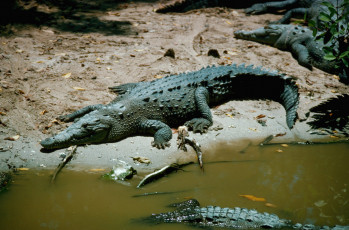 обоя животные, крокодилы