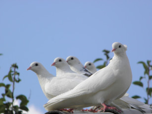 Картинка животные голуби синева небо птицы лазурь