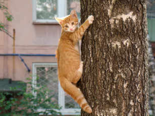 Картинка животные коты дерево рыжий