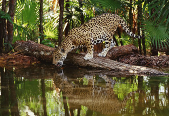 Картинка животные Ягуары деревья вода