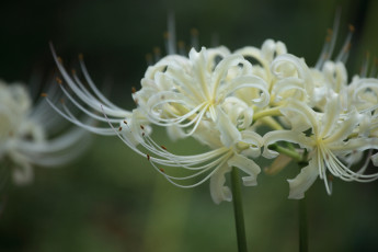 Картинка цветы лилии лилейники паучья лилия тычинки белый