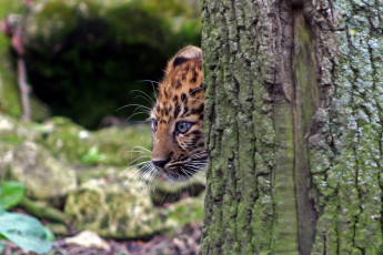 Картинка животные леопарды леопард морда котёнок выглядывает