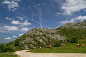 Картинка животные лошади horse