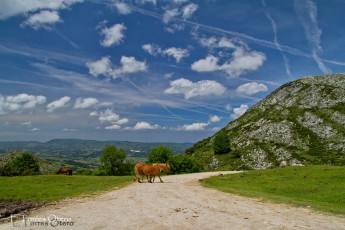 Картинка животные лошади horse